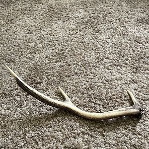 Deer antler